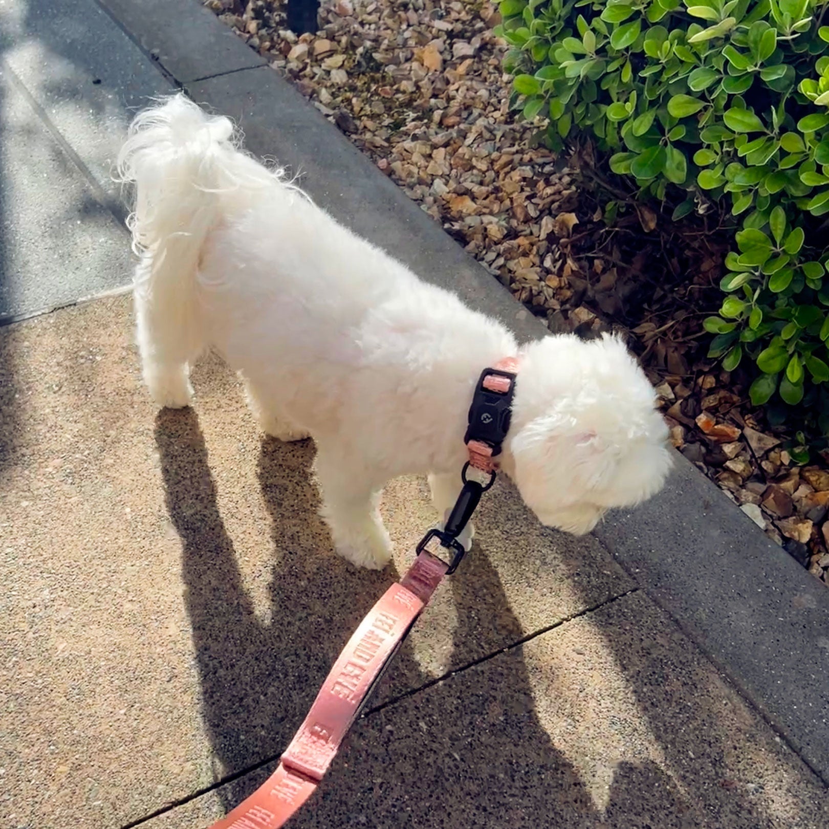 How to Train Your Dog to Walk on a Leash