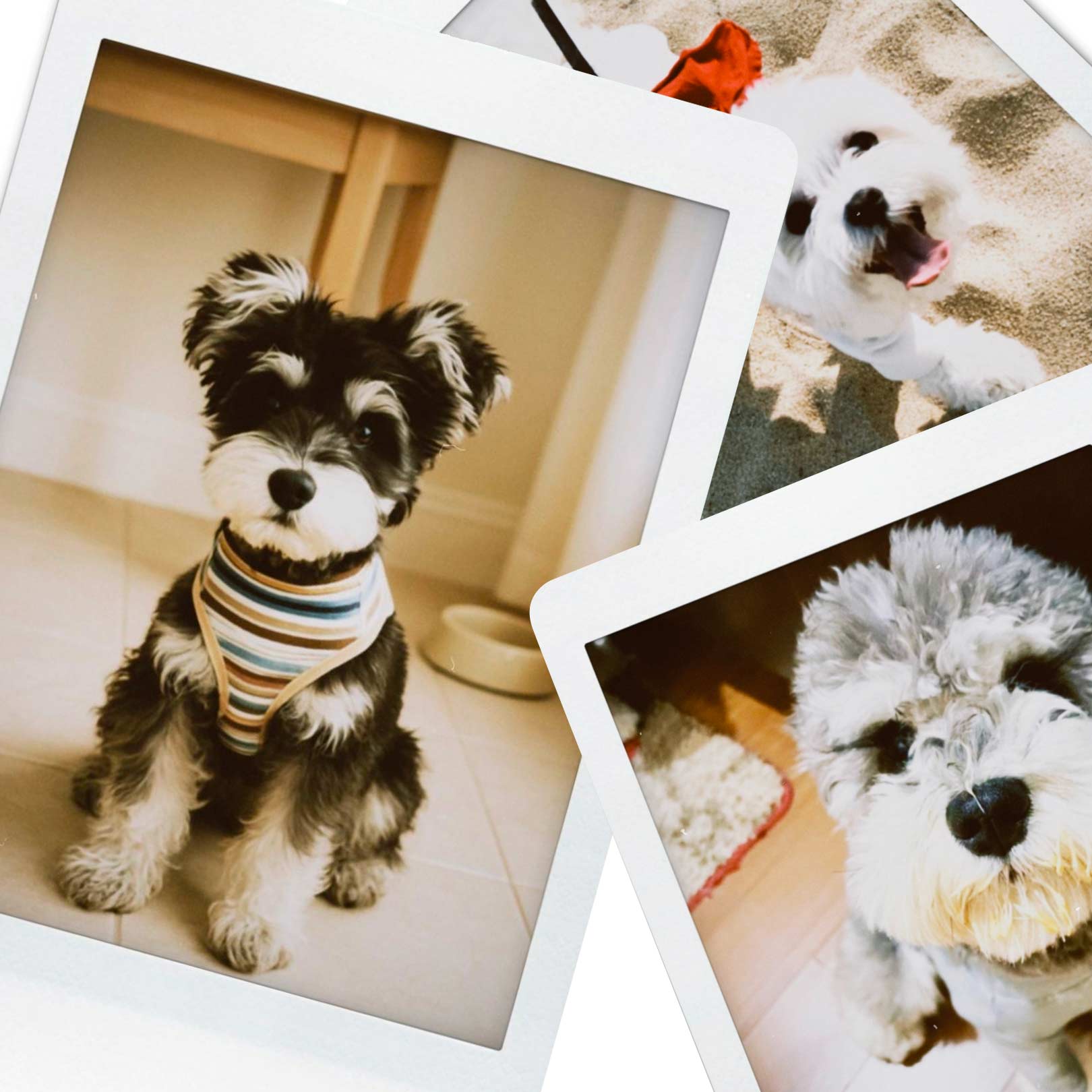 Celebrating World Pet Memorial Day: The Little Things That Made Big Memories