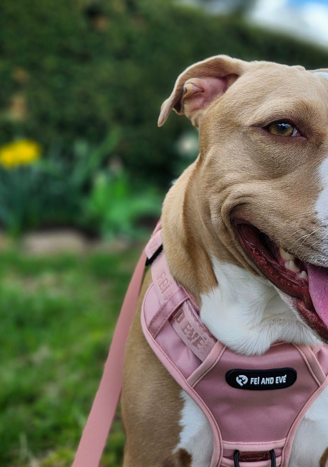 Service Dog Harness Review: How MagEase® Saved Gina & Skye