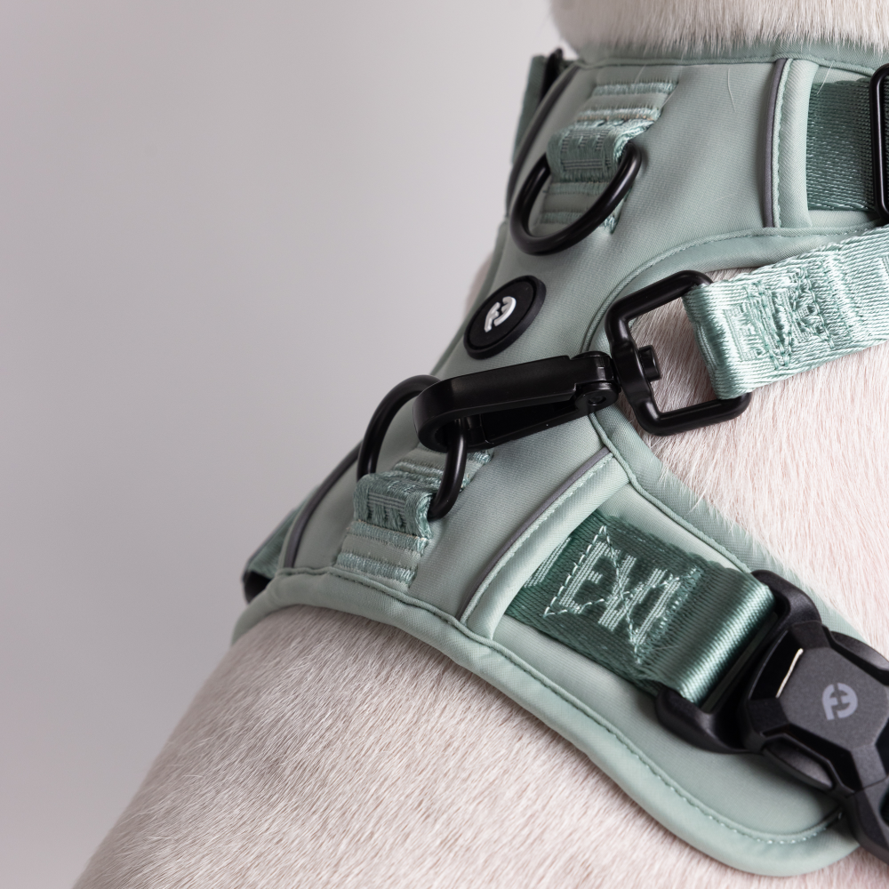 How to Measure Your Dog for a Harness: Step-by-Step Guide
