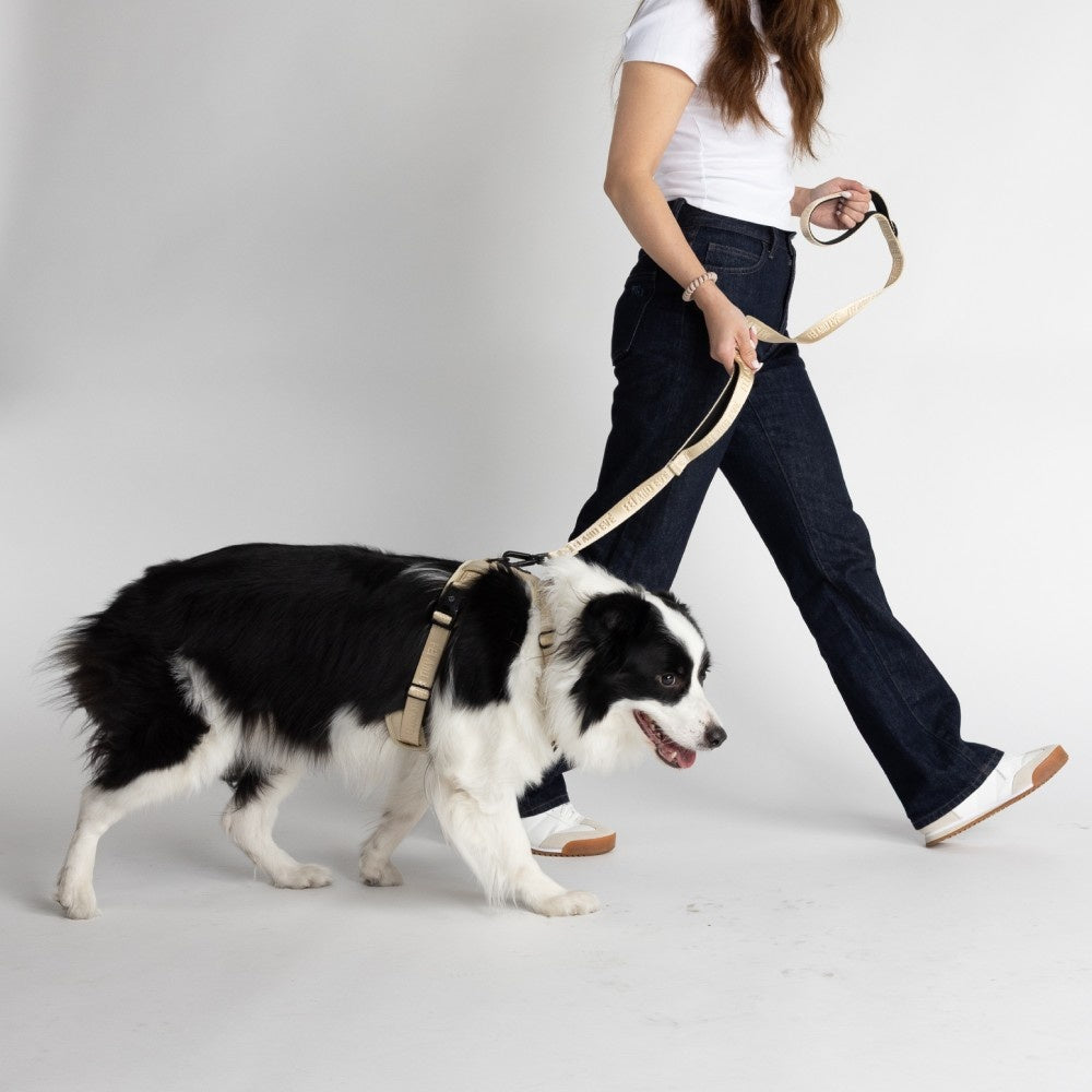 How to Choose a No-Pull Harness That Actually Works