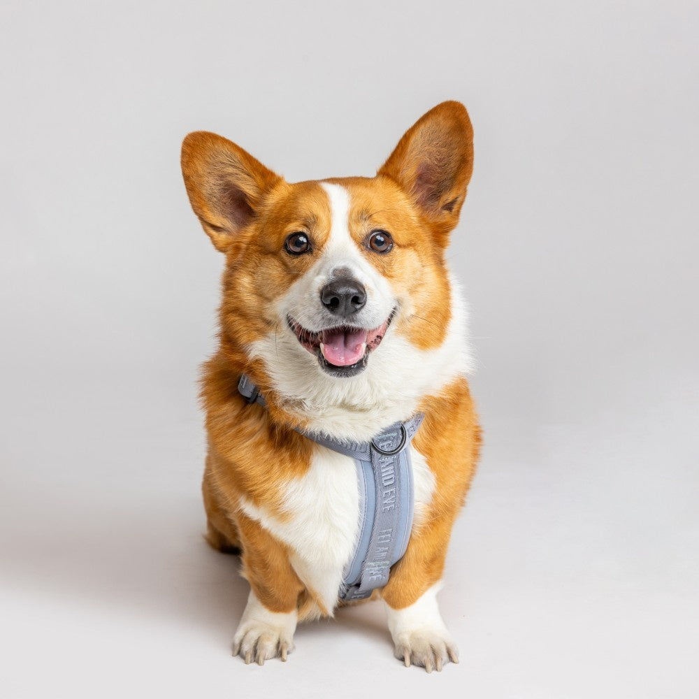 Best Dog Harness for Hot Weather