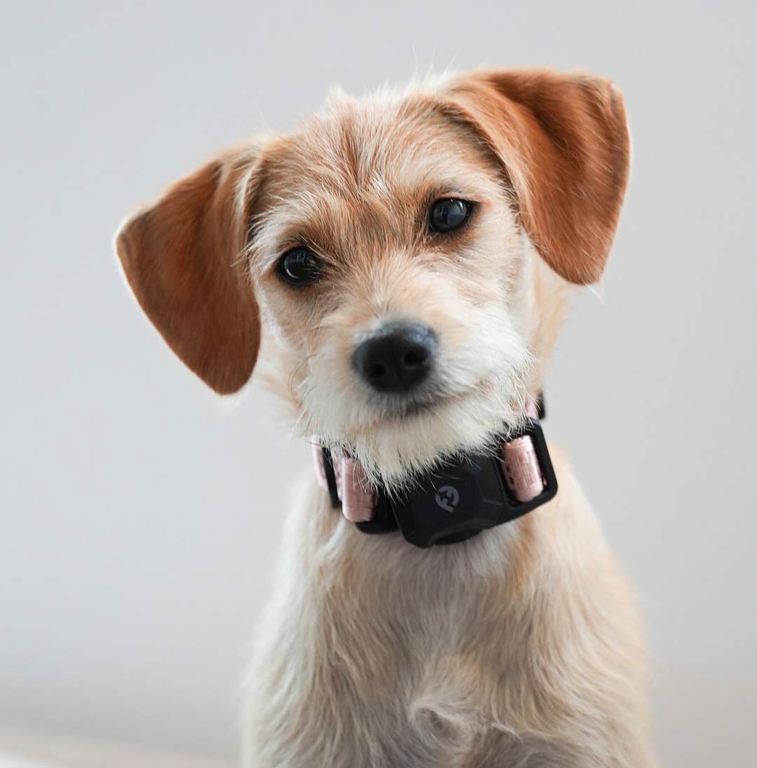 First-Time Dog Parent? Read This Before You Bring Them Home