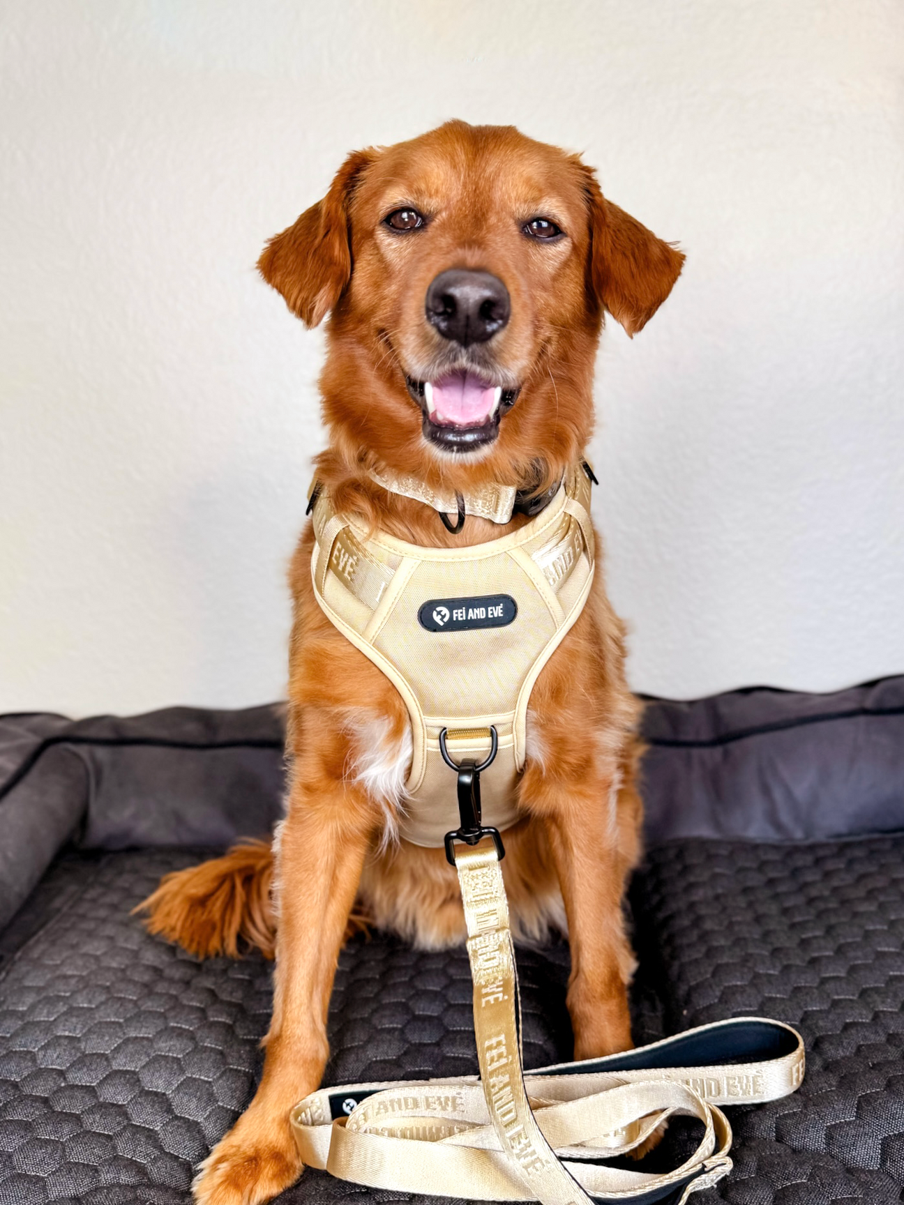 Harness vs Collar: Which is Best for Your Dog?