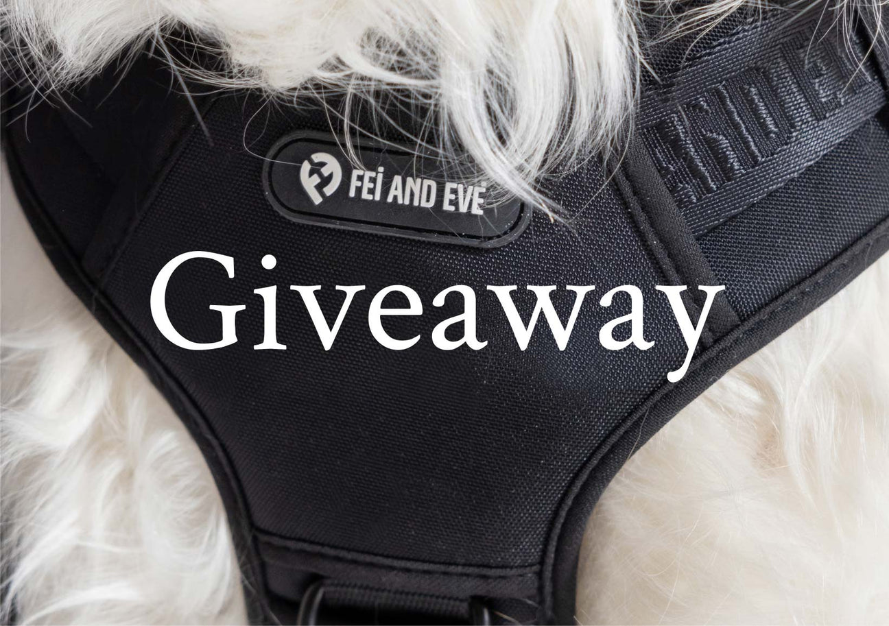 Fei and Eve Kicked Off Their First Exciting Giveaway!