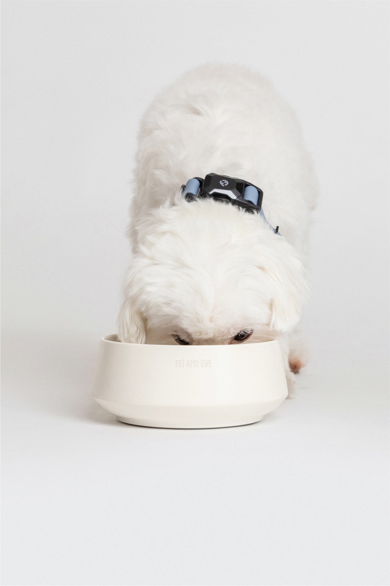 Dog Bowl