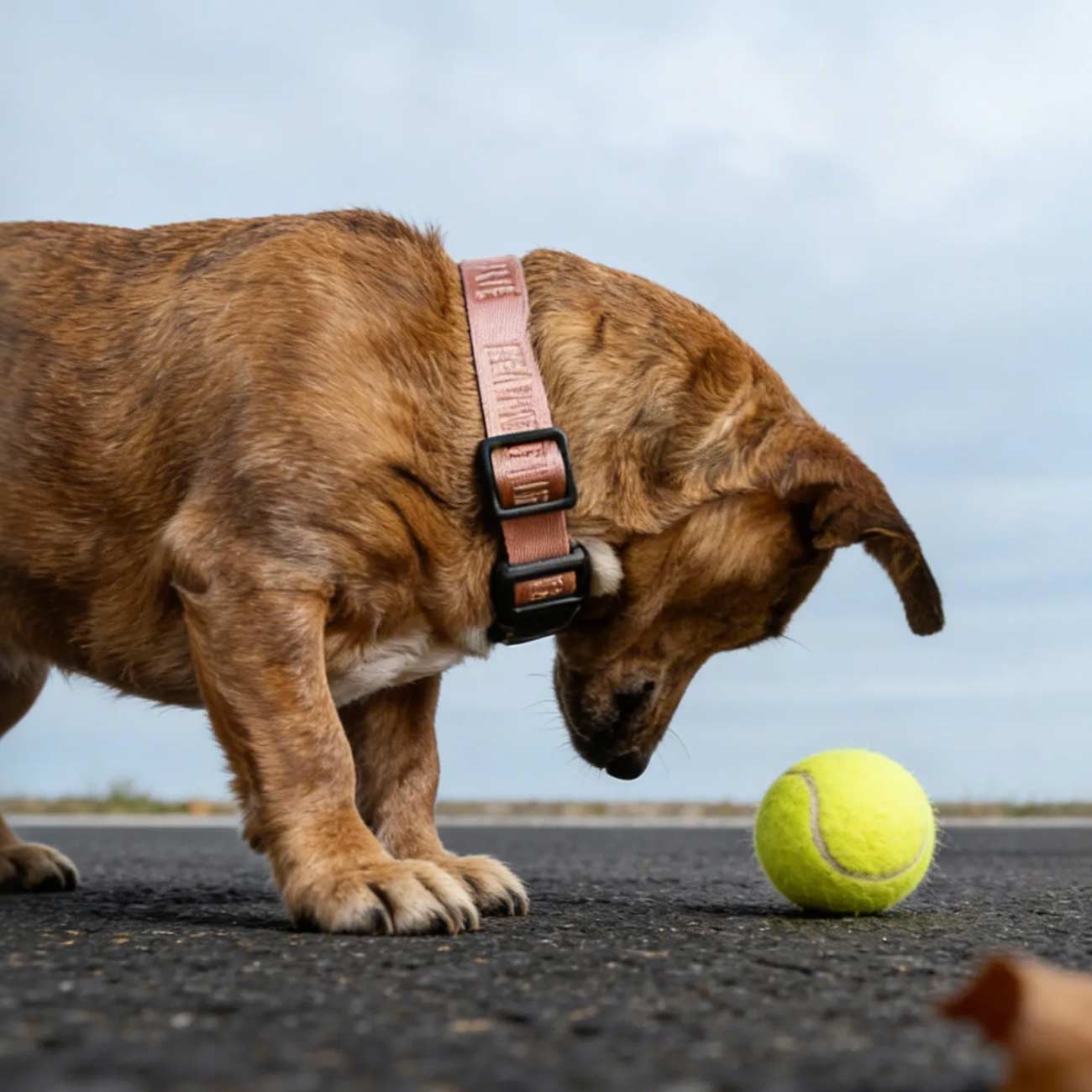 Dog wearing Fei and Eve Classic MagEase Collar in color blush, looking at a tennis ball on a road