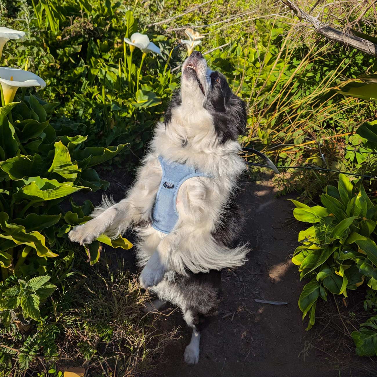 Dog in a blue Classic MagEase harness standing on its hind legs among green plants and flowers