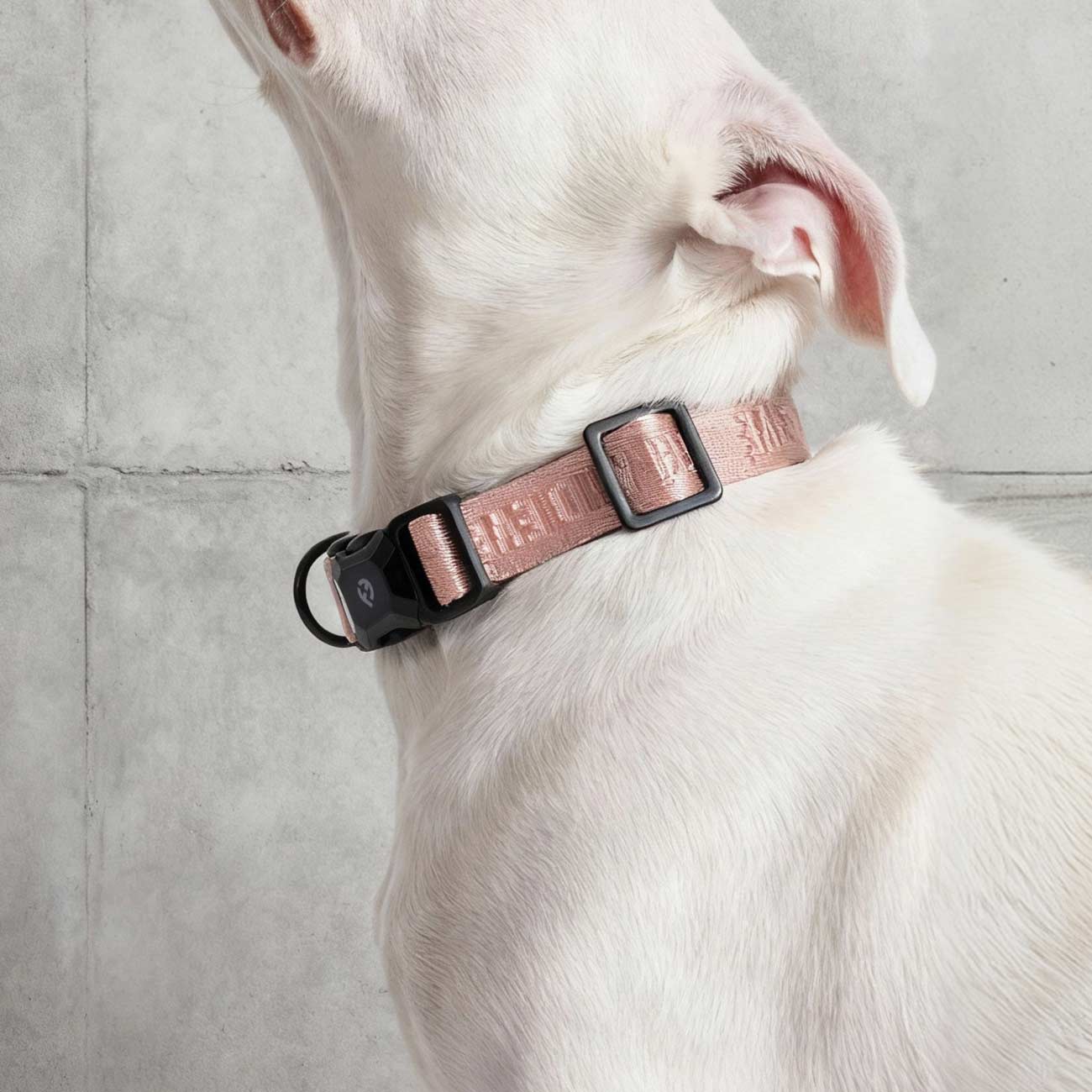White dog wearing a Fei and Eve Classic MagEase collar on a light gray background