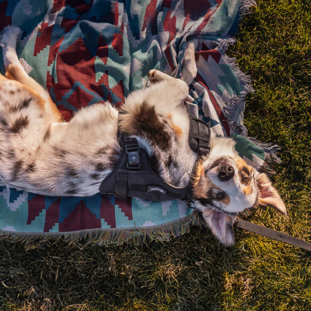 Dog lying on a colorful blanket in the grass wearing Fei and Eve's Black Classic MagEase Harness.
