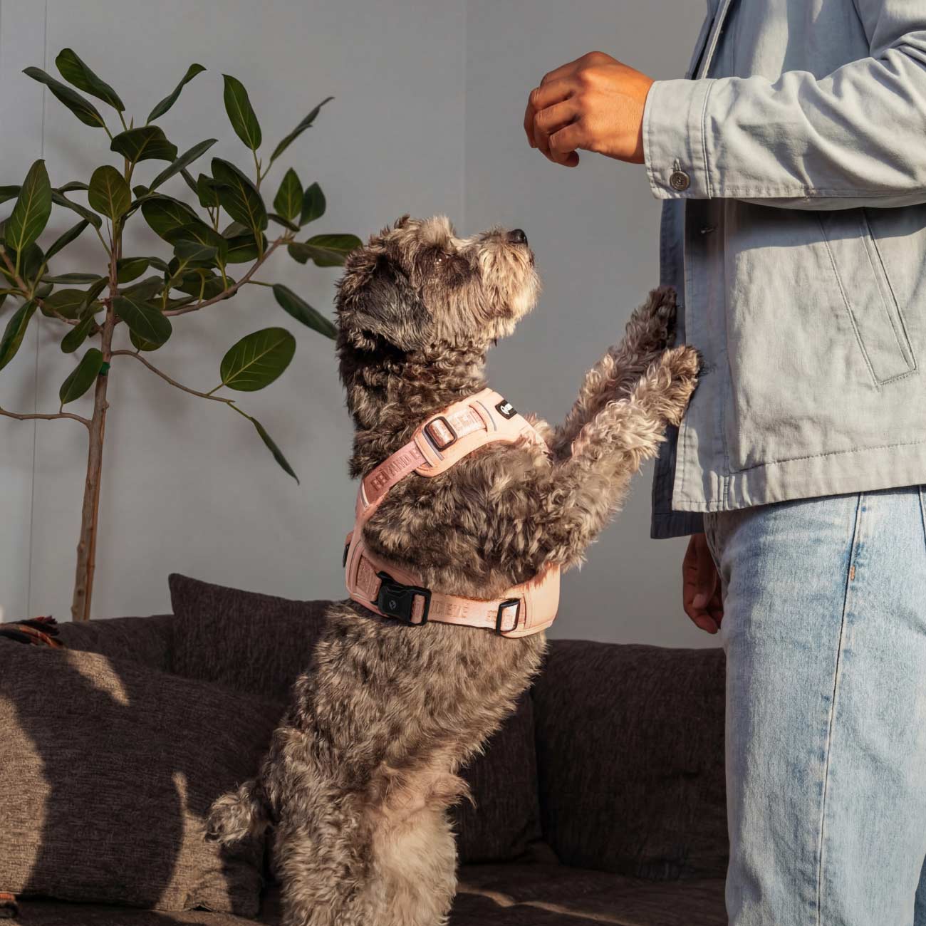 Dog standing on its hind legs, wearing a blush Fei and Eve Cloud MagEase harness, next to a person in a living room