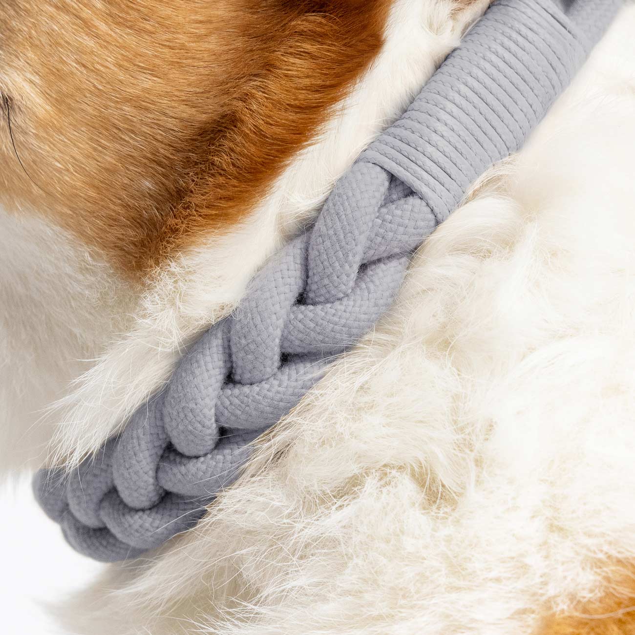 Twilight gray Hand-Braided dog collar sits on a dog's neck nicely