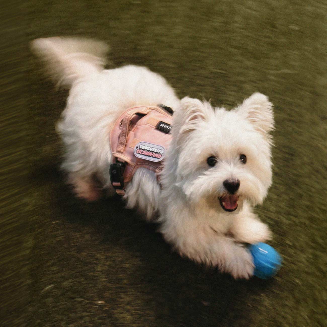 Small white dog wearing a blush Fei and Eve Classic MagEase harness on grass