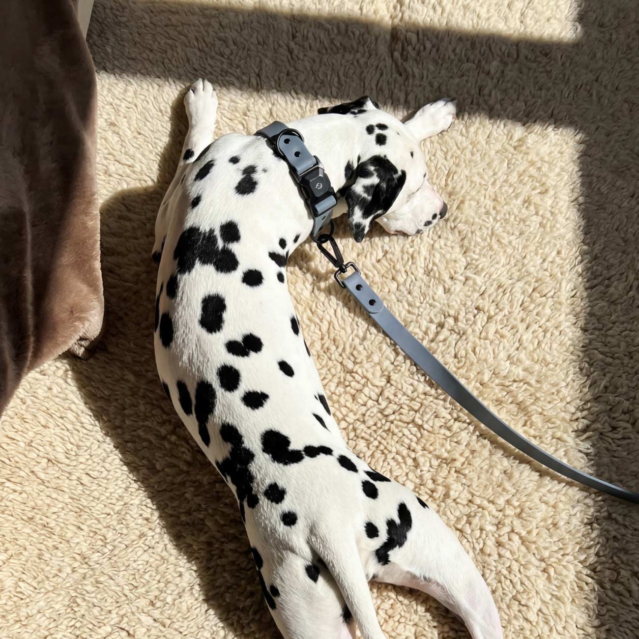 Dalmatian dog lying on a carpeted floor wearing Fei and Eve's Vero waterproof MagEase Collar with a matching Vero leash attached