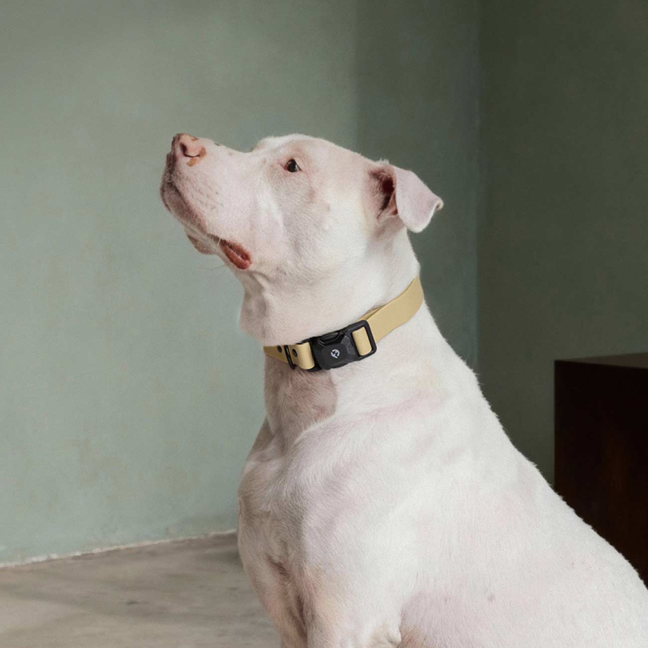 White dog called Fastball wearing the Champagne Vero MagEase Collar sitting indoors against a green wall.