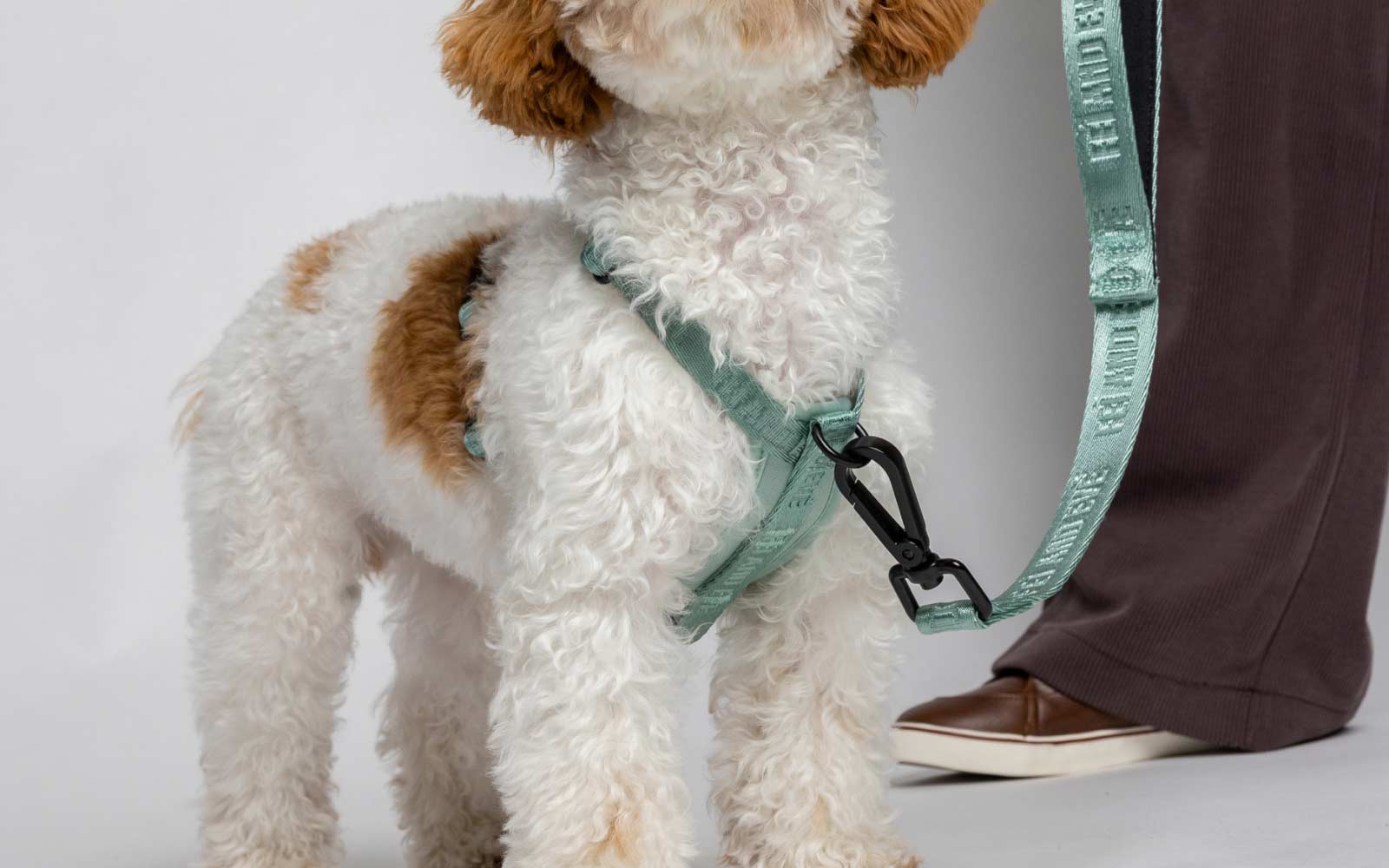 Small dog wearing a Glacier Green Moxie MagEase Harness and Classic Leash.