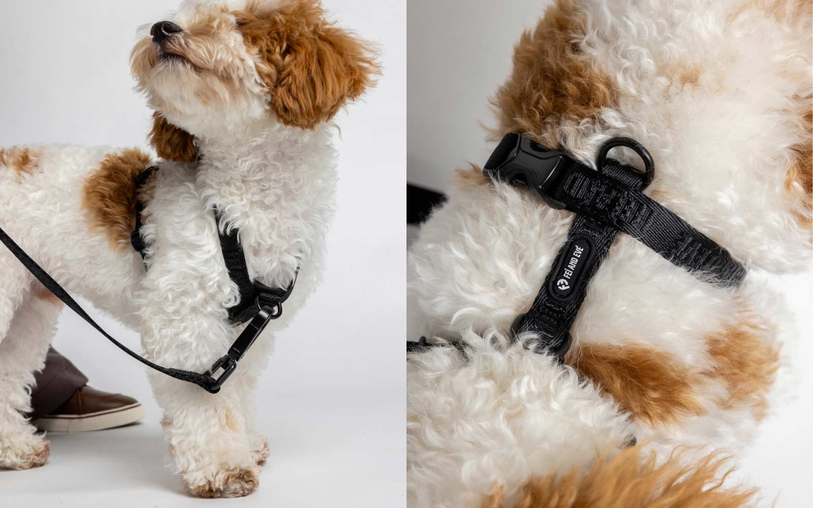 Small fluffy white and tan dog wearing Black Moxie Harness on a white background.