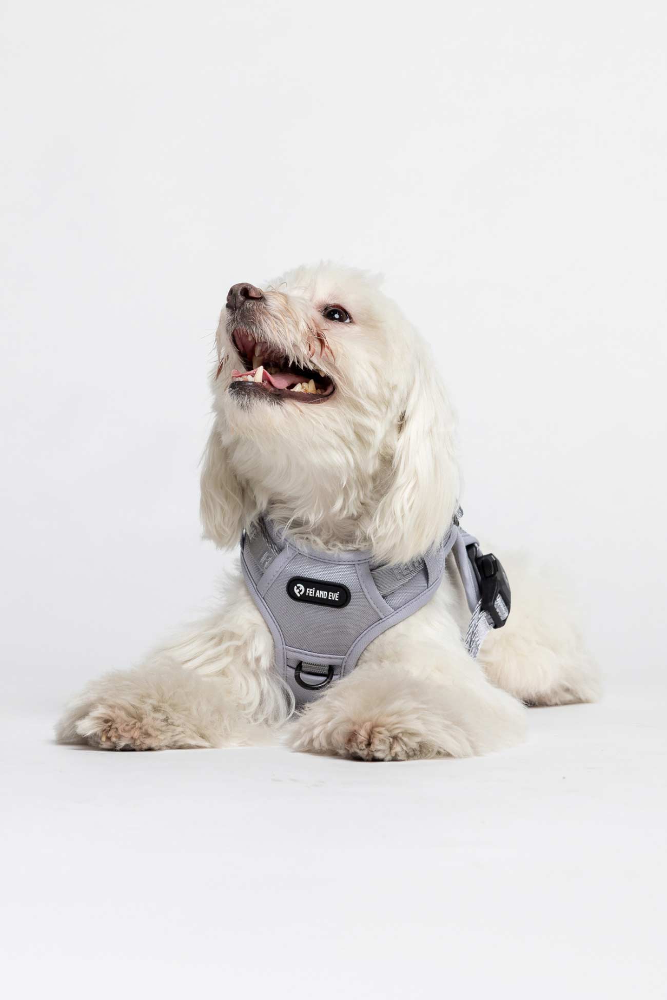 Twilight Gray Classic MagEase Harness on a white dog looking towards the side on a white background.