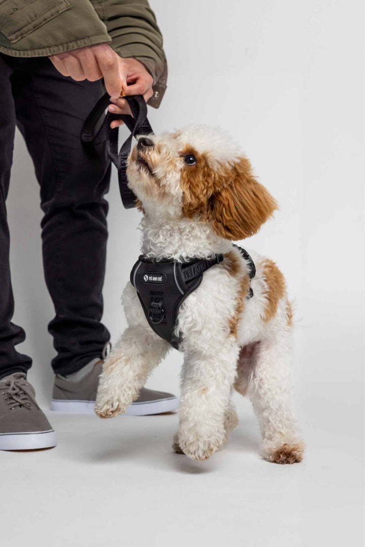 Black harness on a small cute tan and white dog gazing up next to a person holding the black classic leash.