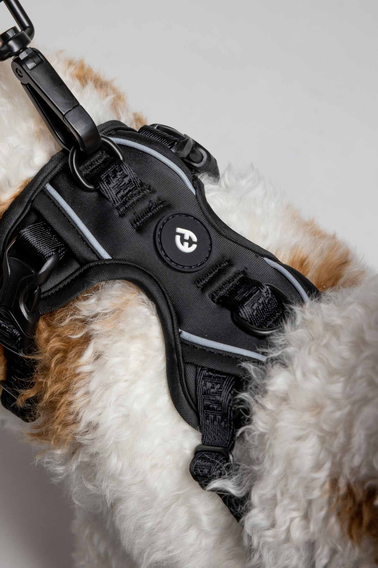 Black Cloud Harness with Traditional Buckles on a fluffy tan and white dog zoomed in.