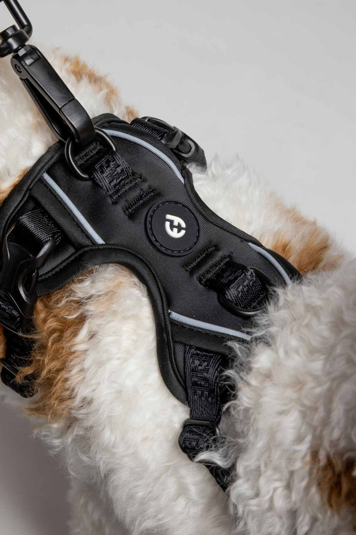 Black Cloud Harness with Traditional Buckles on a fluffy tan and white dog zoomed in.