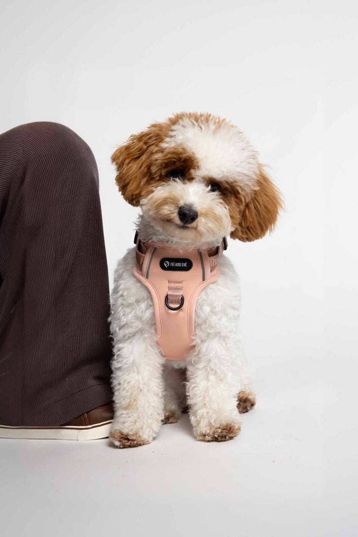 Blush Fei and Eve harness on a small dog sitting next to a person's leg wearing brown pants.