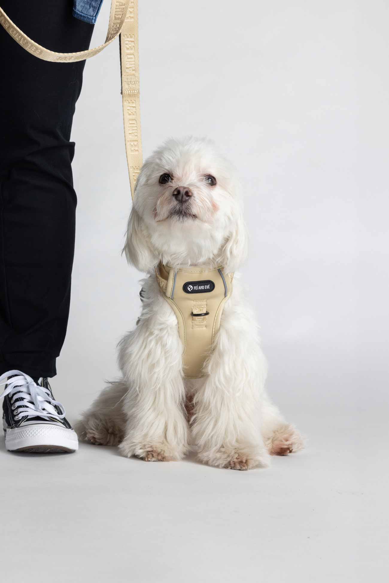 Champagne Cloud Harness with Traditional Buckles on a small white dog relaxing beside its dog parent