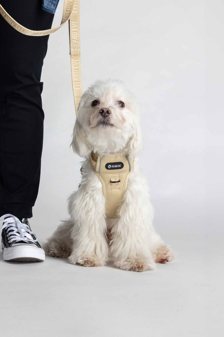 Champagne Cloud Harness with Traditional Buckles on a small white dog relaxing beside its dog parent