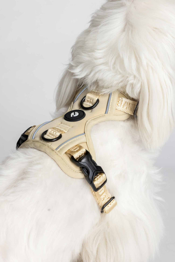 Champagne Cloud Harness with Traditional Buckles on a white dog