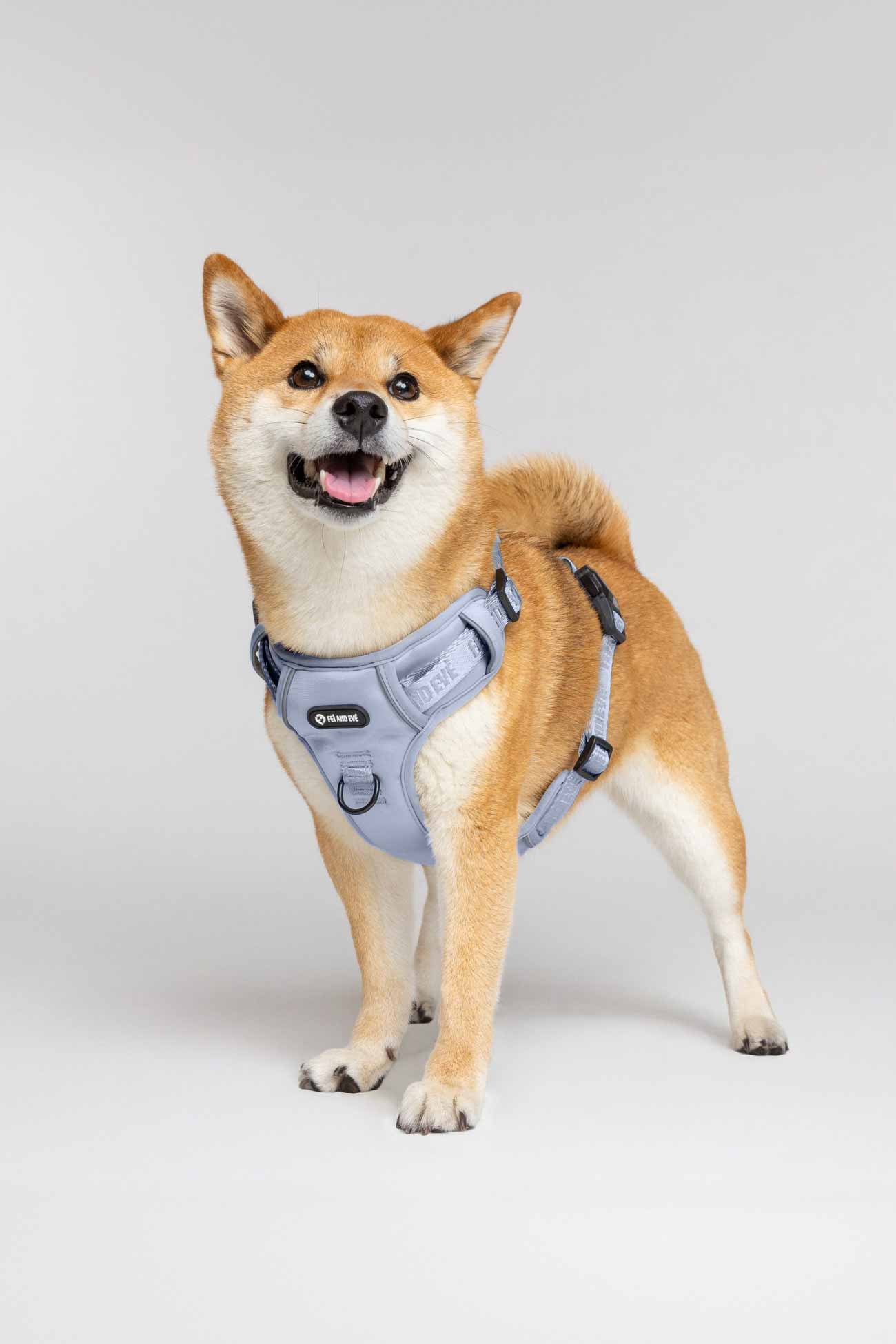 Dusk Blue Cloud Harness with MagEase Buckles on Shiba in white background