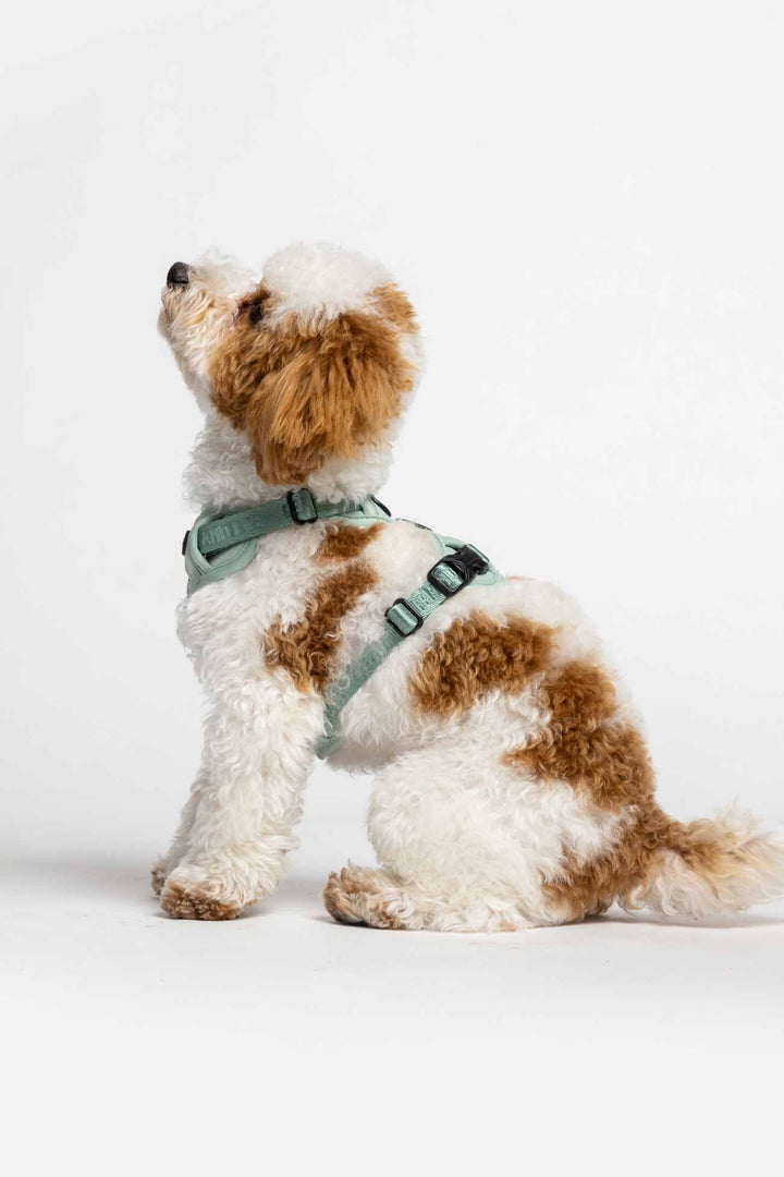 Glacier Green Cloud Harness with Traditional Buckles on a fluffy tan and white dog facing sideways gazing up. 