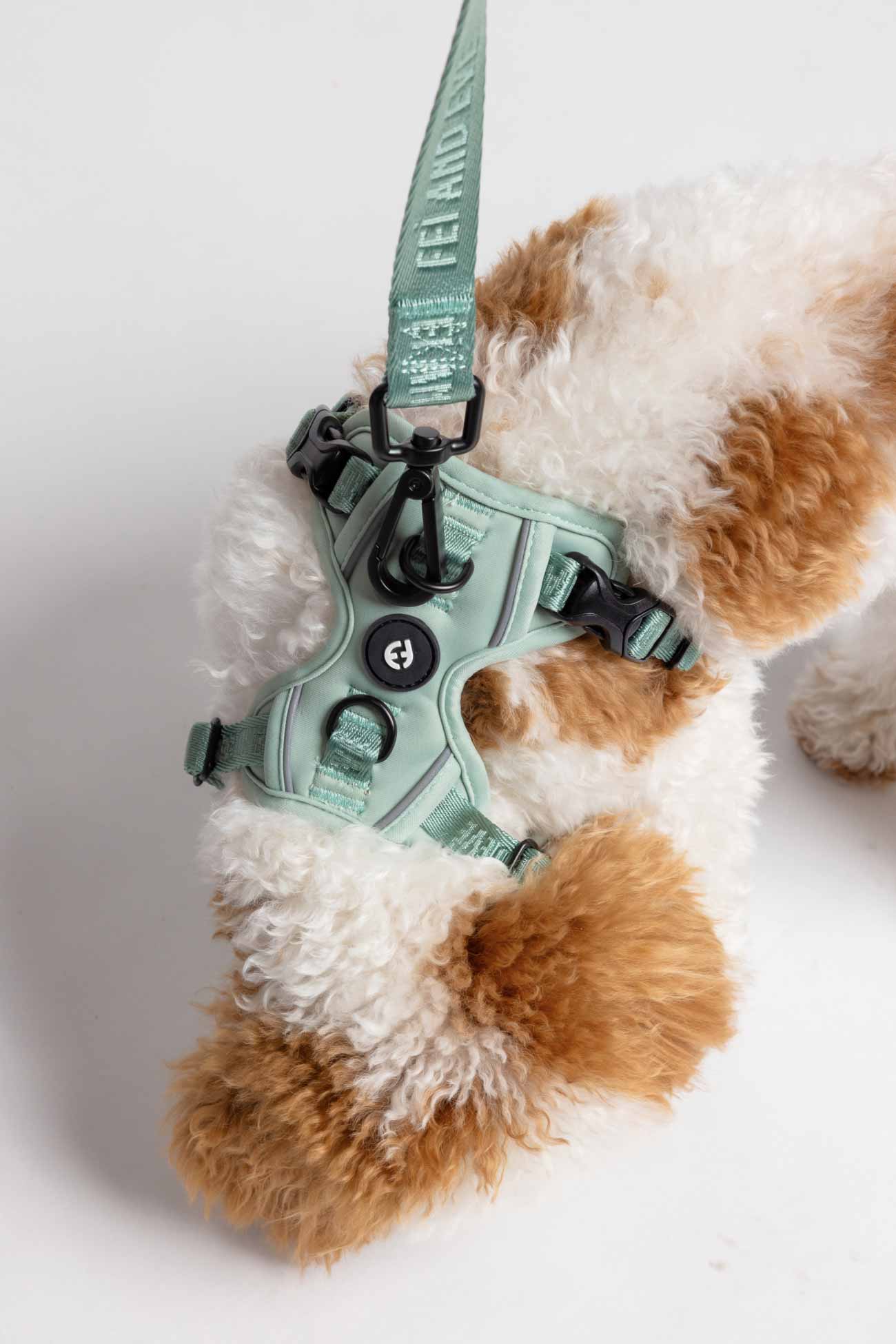 Glacier Green Cloud MagEase Harness and Classic Leash on a fluffy white and tan dog looking down. 