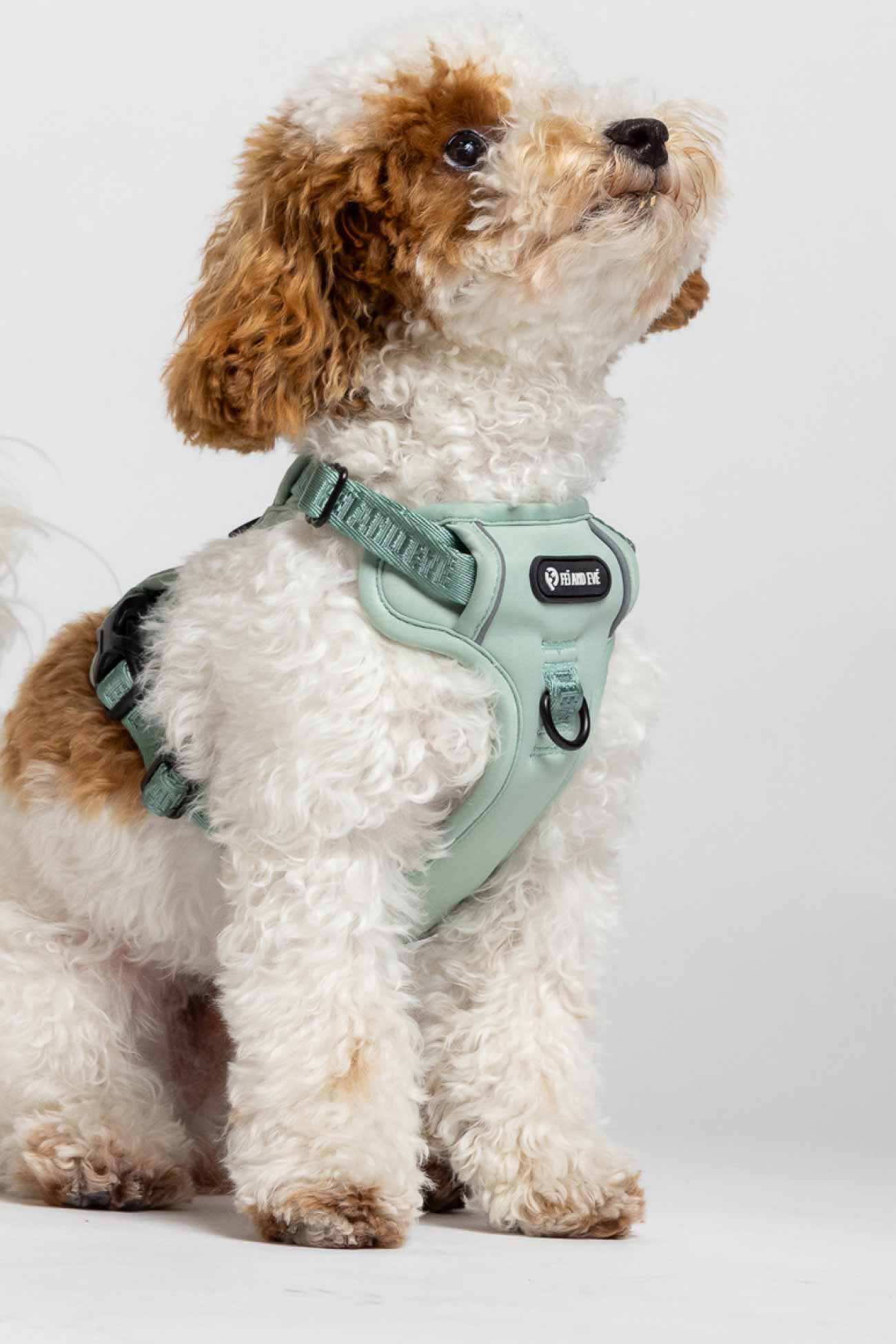 Glacier Green Classic Harness with Traditional Buckles on a small fully dog on a white background.
