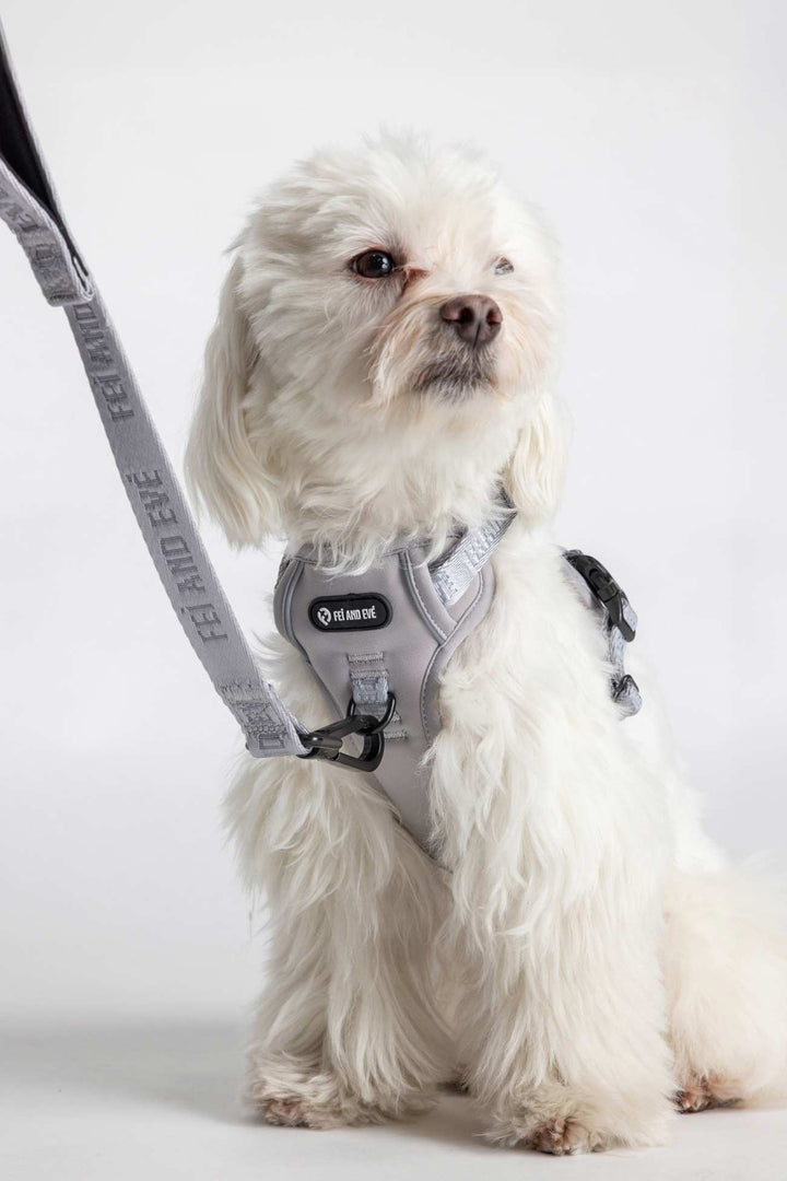Twilight Gray Cloud Harness with Traditional Buckles on a small white dog with the matching Classic Leash 
