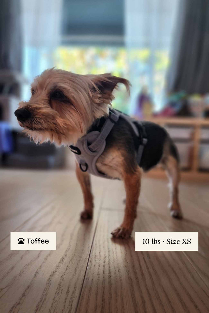 Twilight Gray Classic Harness with Traditional Buckles in XS on small dog on a wooden floor with blurred background