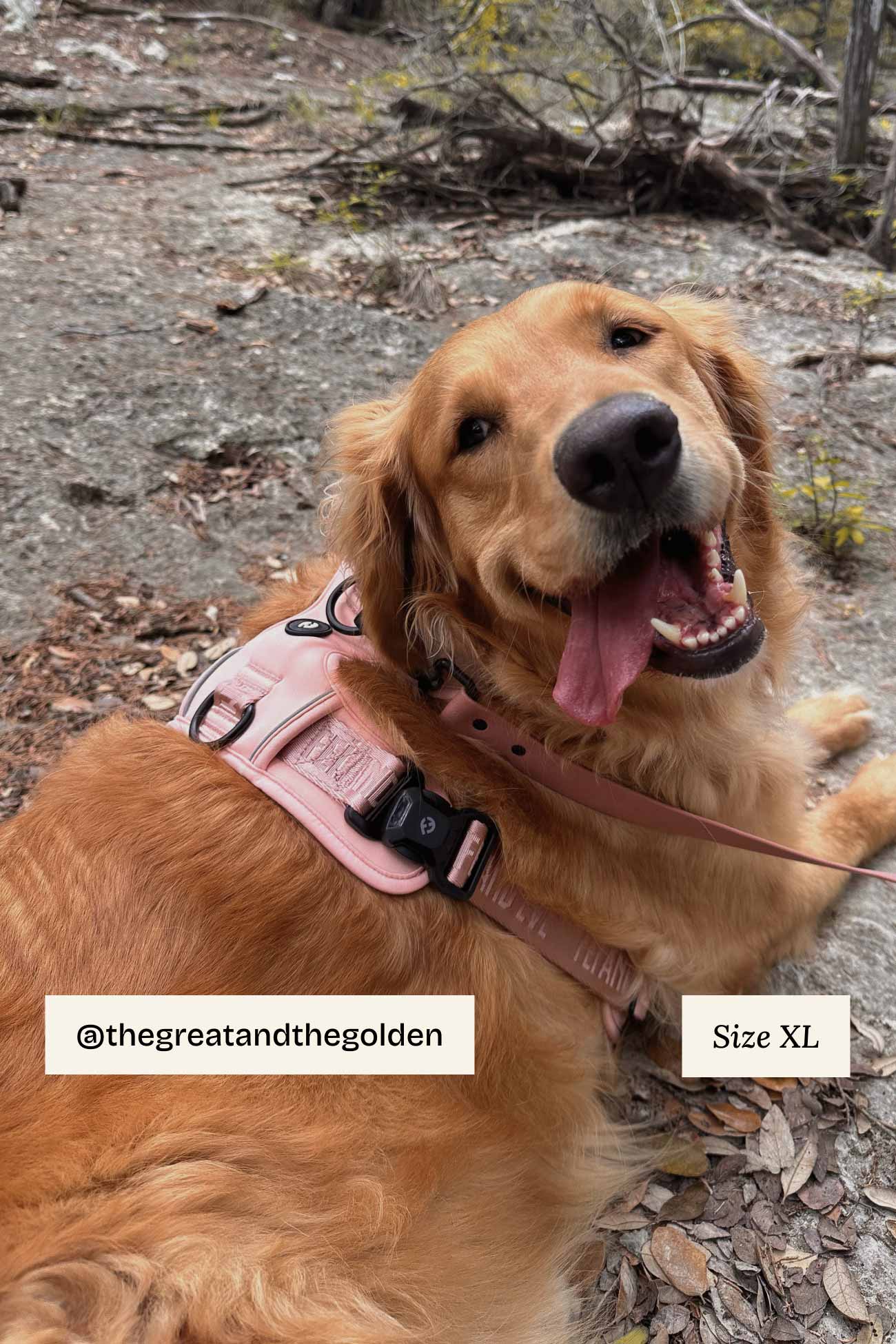 Blush Cloud Harness with MagEase Buckles in XL on a golden retriever in a natural setting