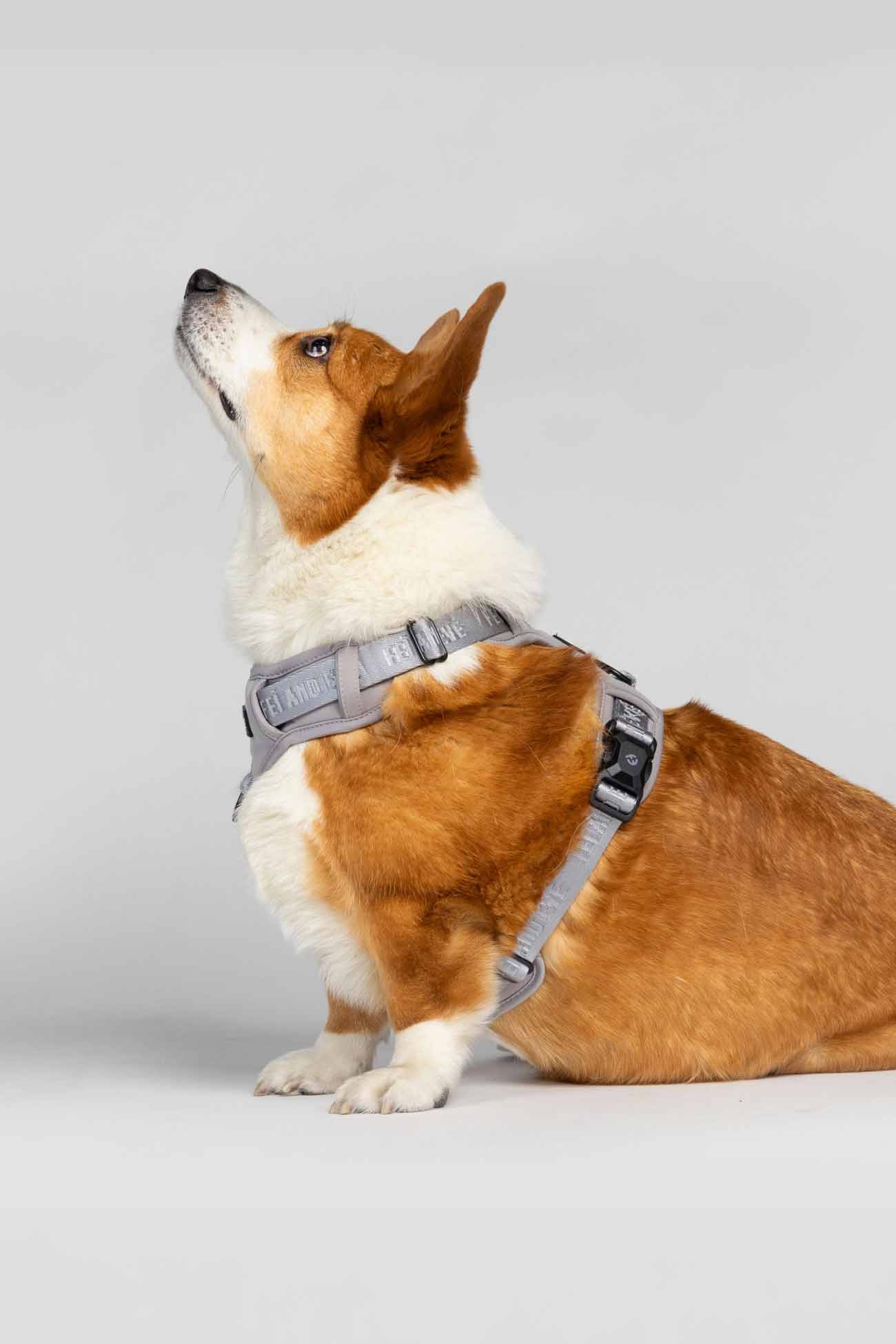 Twilight Gray Cloud Harness with MagEase Buckles on a corgi Dog wearing a gray harness facing the side