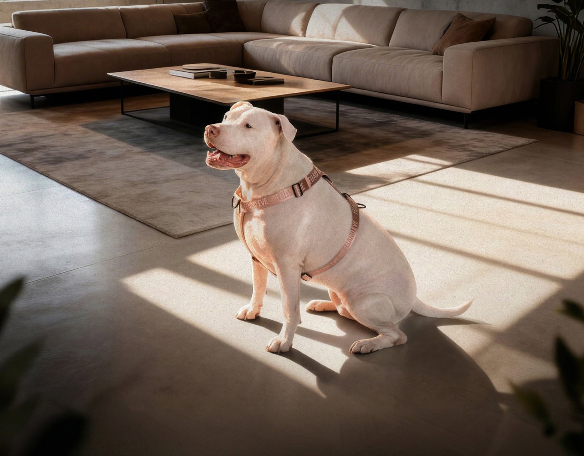 Dog wearing Fei and Eve Moxie MagEase Harness in blush, sitting on a sunlit floor in a living room with a beige sectional sofa.