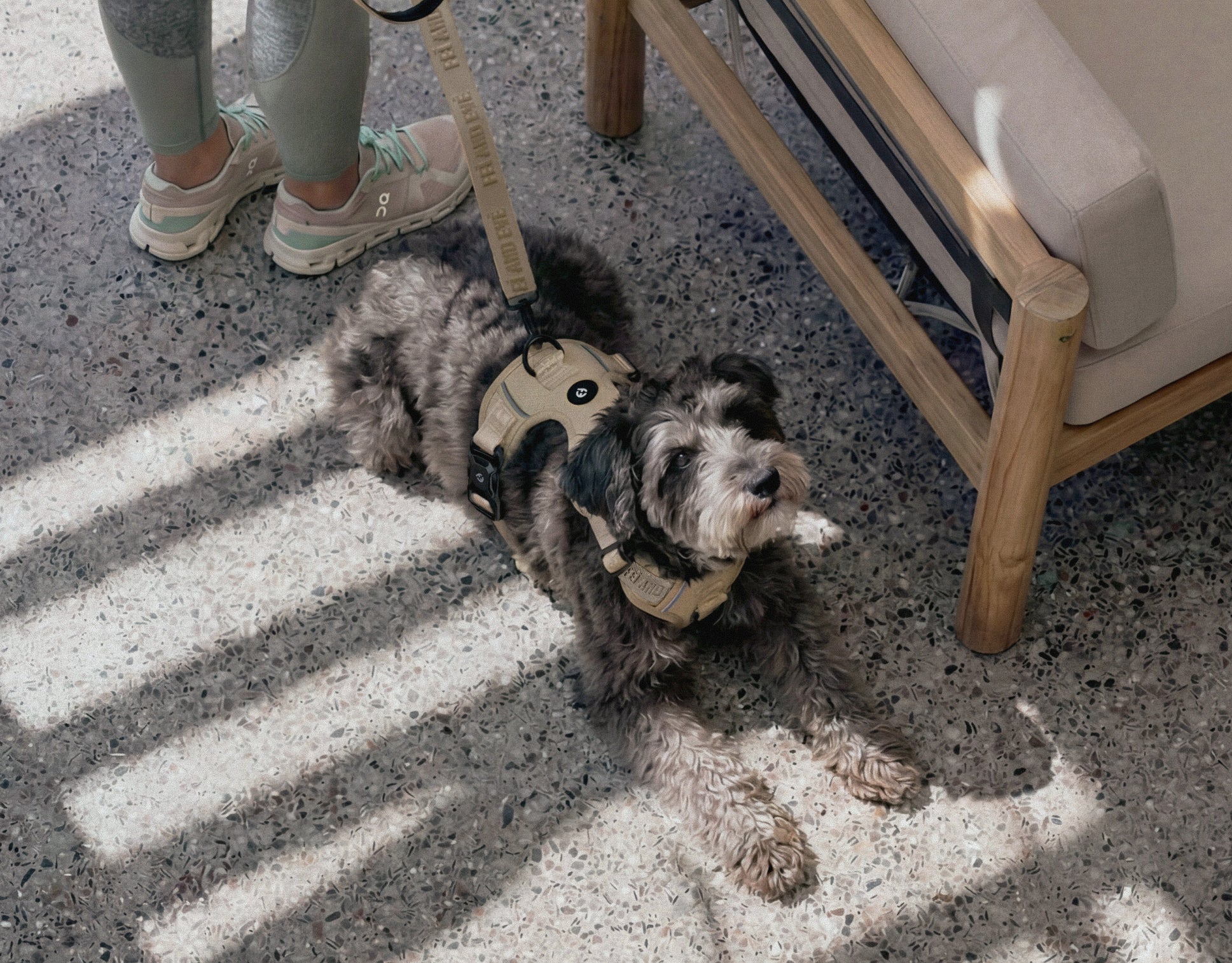 Small dog wearing Fei and Eve Cloud MagEase Harness in color champaign on a concrete floor with sunlight casting shadows.