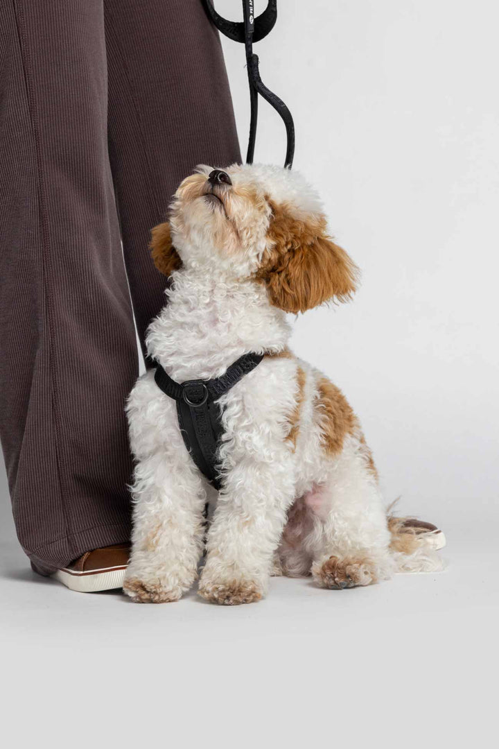 Black Moxie Harness on a small white and brown dog sitting on a leash next to a person wearing brown pants.