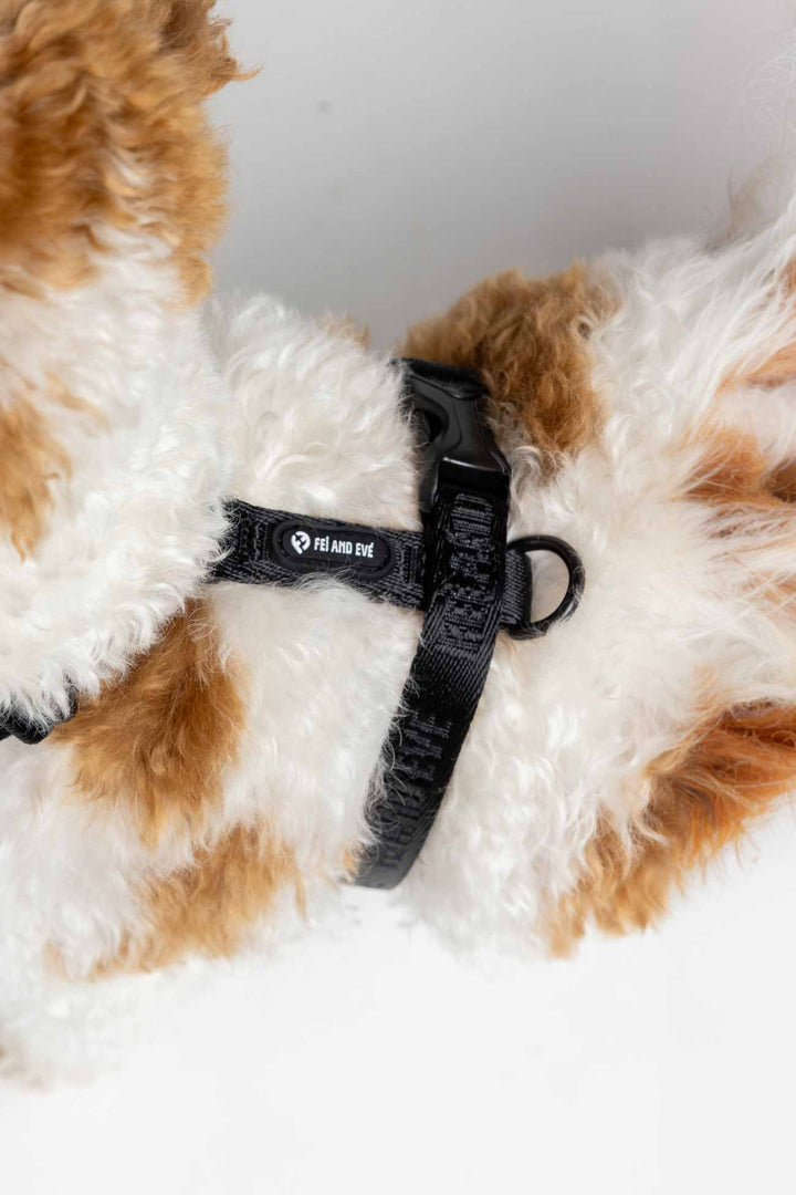 Black Moxie Harness with Traditional Buckles on a Dog with visible branding  Fei and Eve