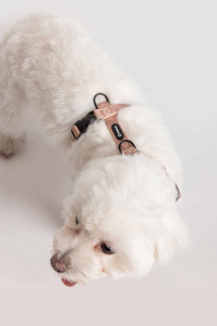 Blush Moxie Harness with Traditional Buckles on a White dog wearing a pink harness on a light gray background from above