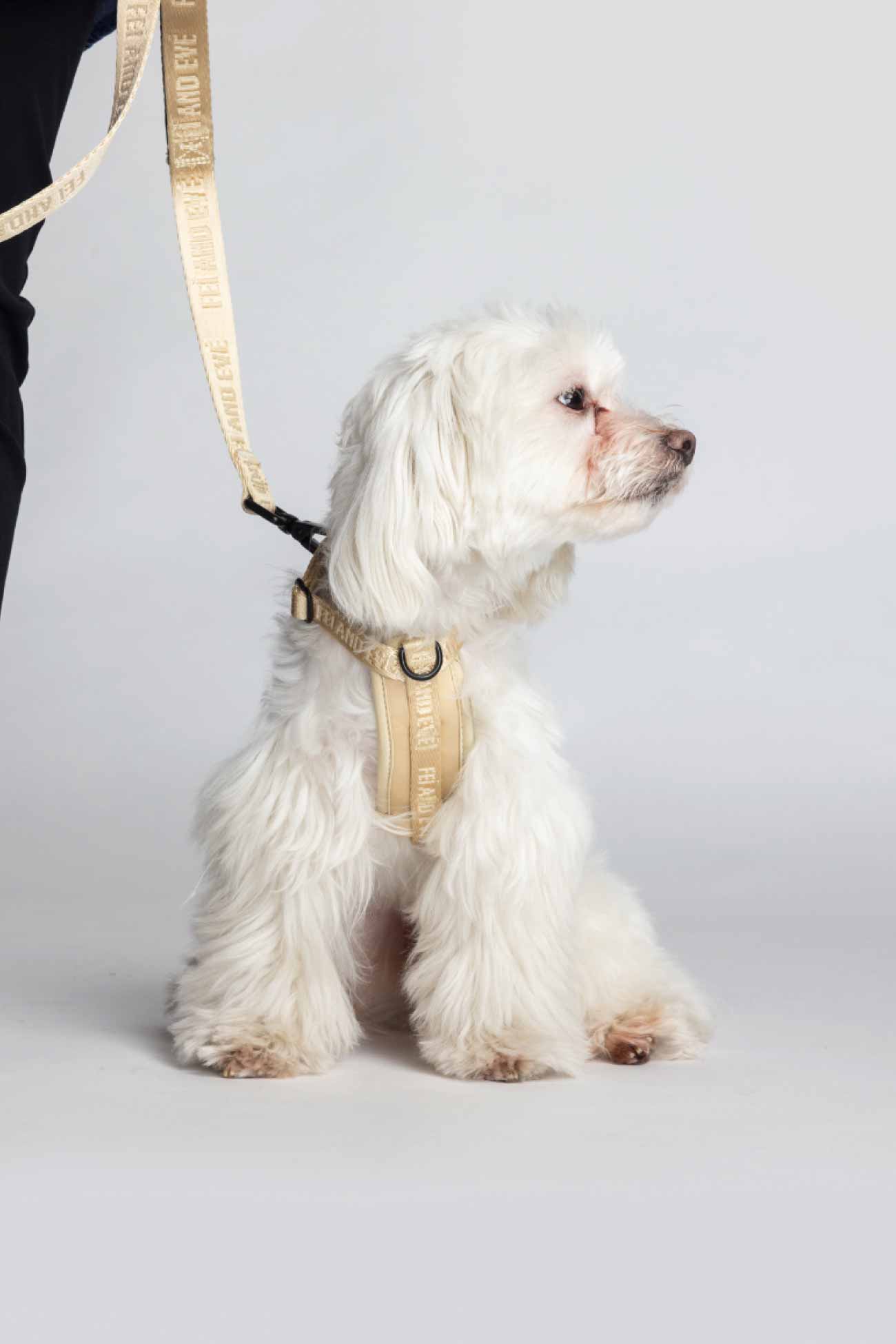 Champagne Moxie Harness and Classic Leash on a White dog wearing a beige harness and leash from Fei and Eve