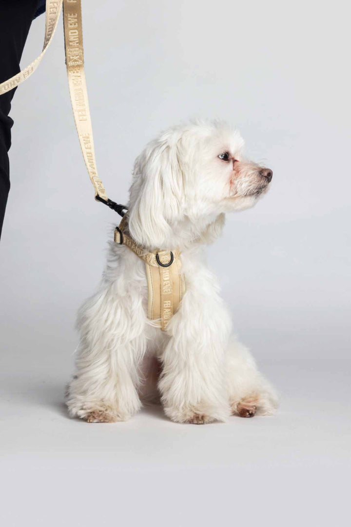 Champagne Moxie Harness and Classic Leash on a White dog wearing a beige harness and leash from Fei and Eve