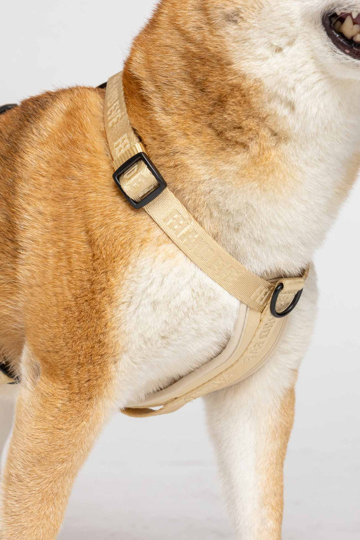Champagne Moxie Harness on the neck and upper body of a Shiba-Inu dog