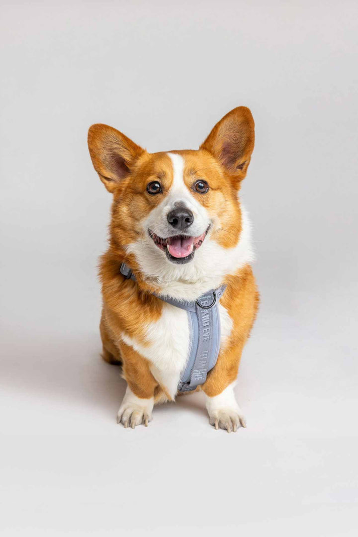 Dusk Blue Moxie Harness on a Corgi on a light gray background facing forward