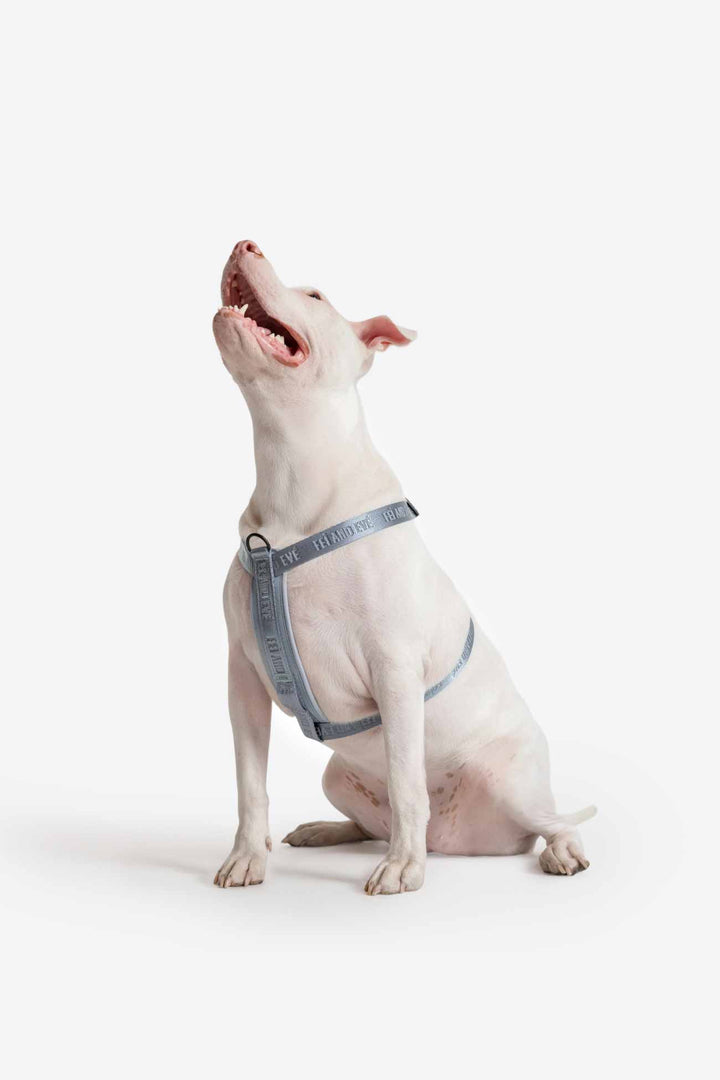 Dusk Blue Moxie Harness on a White dog wearing a blue harness on a light gray background