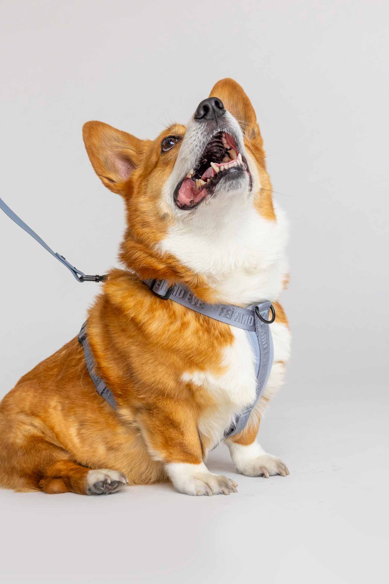 Dusk Blue Moxie Harness with Vero Leash on a corgi dog