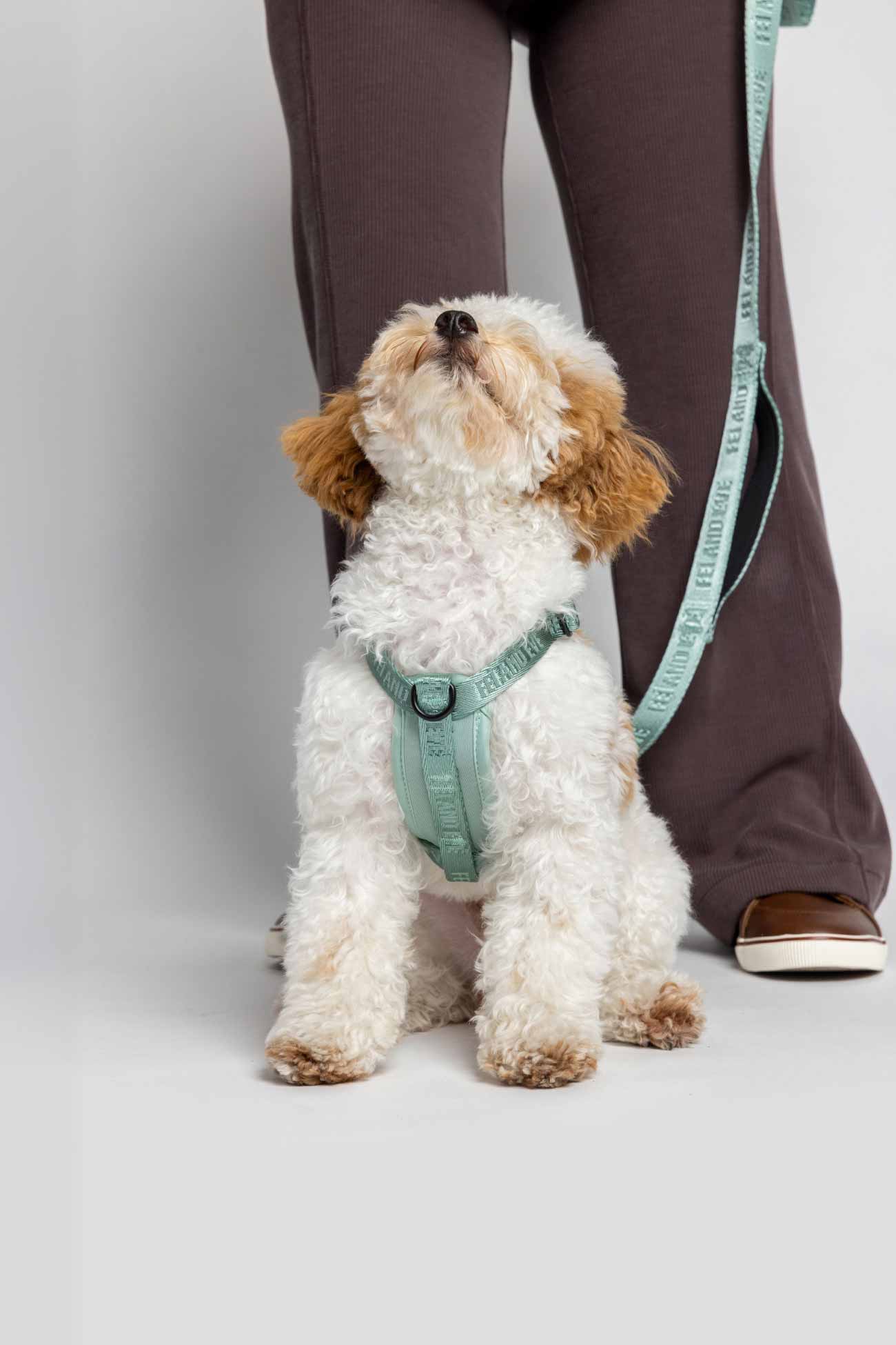 Glacier Green Moxie Harness on Small dog wearing a green harness standing next to a person