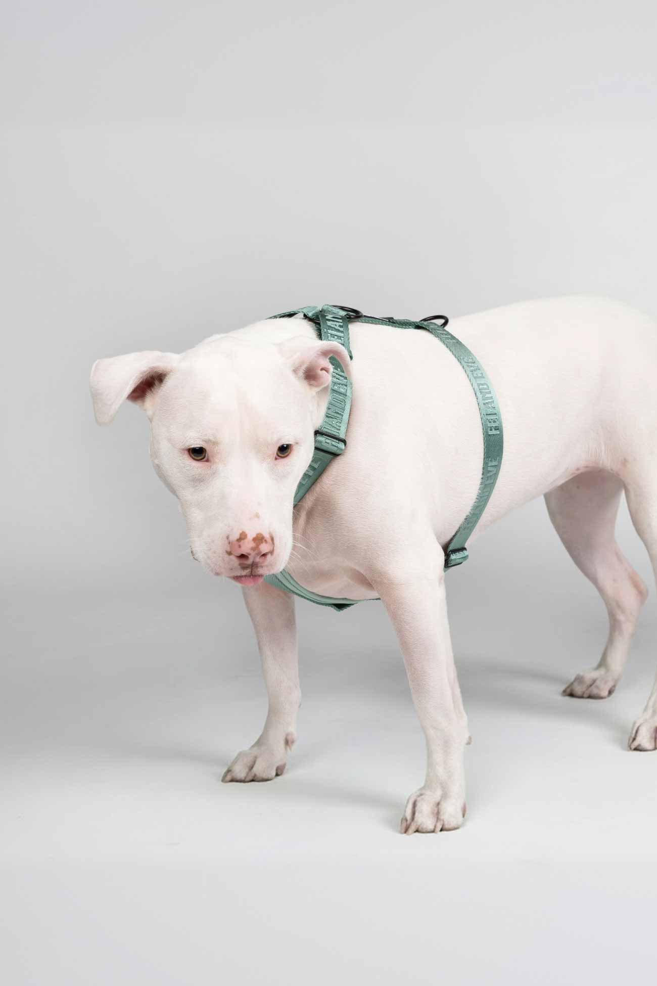 Glacier Green Moxie Harness on a White dog wearing a green harness on a light gray background